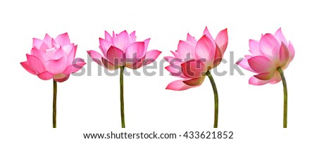 Lotus flower isolated on white background. Royalty-Free Stock Photo #433621852