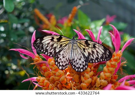 Black and white butterfly on orange and pink flower