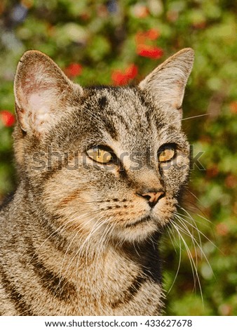 Close up of tabby feral, stray cat portrait in portrait format