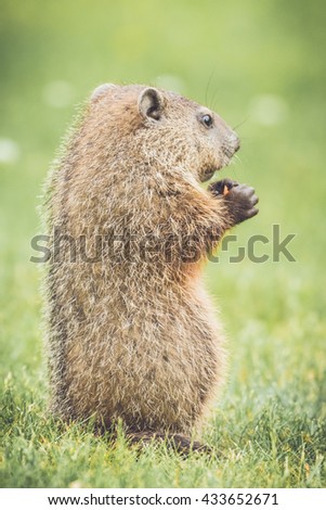 Adorable young groundhog standing up looking ahead in vintage garden setting