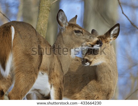 Beautiful image with a pair of the cute wild deers in the winter time
