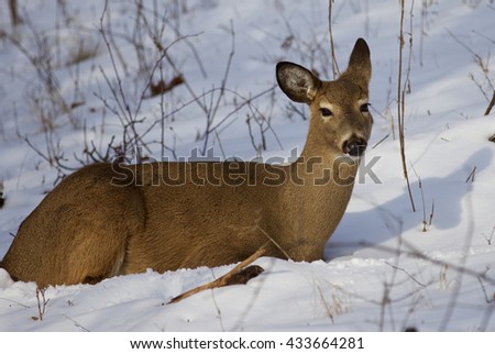 Beautiful isolated picture with the cute wild deer laying on the snow in the forest