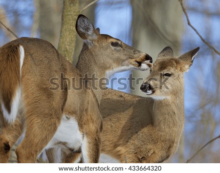 Beautiful funny picture with a pair of the cute wild deers licking each other