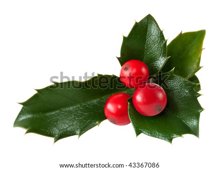 Fresh holly leaves and red berry over white Royalty-Free Stock Photo #43367086