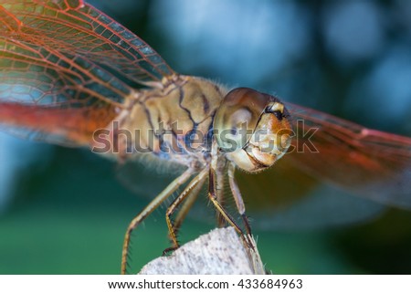Dragonfly, Macro dragonfly, dragonfly , insect, animal, nature,macro,bug.