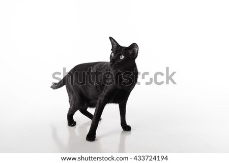 Curious Black Oriental Shorthair Cat Standing on White Table with Reflection. White Background.