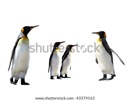 Four King Penguins Isolated on White Background