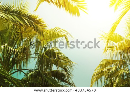 Palm trees leaves against the sky. Travel tropical background. Summer vacation holiday.