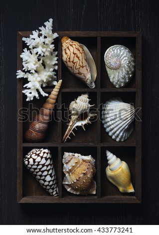 Shadow box with collection of sea shells