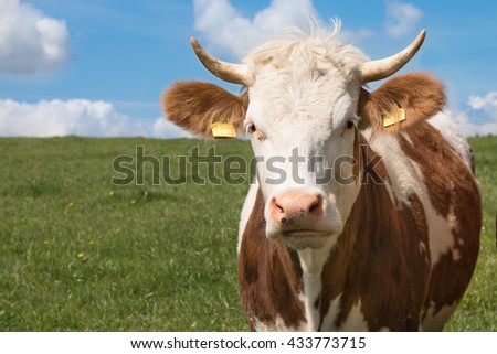 Simmental cow in a meadow in the Allgaeu