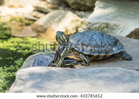 Two striped Kinosternon turtle climbed on the rocks near the pond