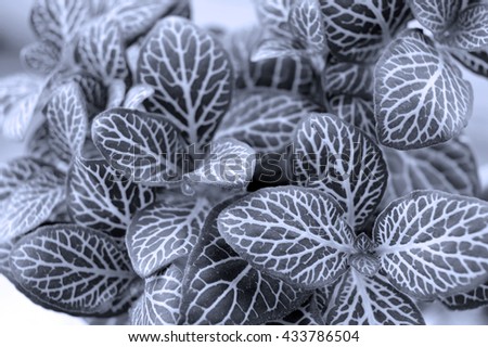 Achromatic photo of fittonia leaves close up