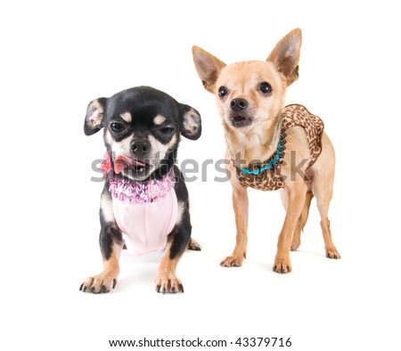 two chihuahuas with girly dresses on