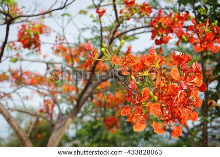 flame tree in park