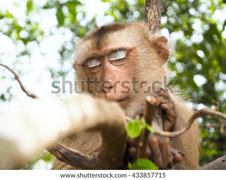 monkey at khao yai thailand