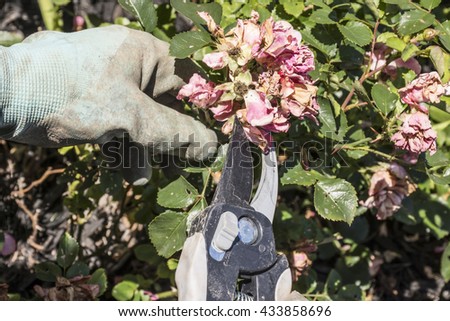 A gardener pruning or deadheading drift roses. Royalty-Free Stock Photo #433858696