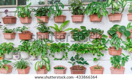 Home grown tree pots in the white wall of HDB building at Eunos. Growing a garden in a sharing neighborhood apartment's balcony/corridor is popular in Singapore.Urban agriculture publications.Panorama