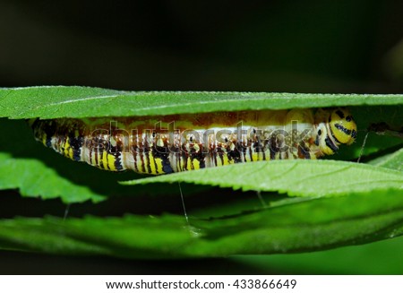 Caterpillars pupate