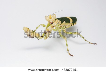 close up of mantis isolated on white background