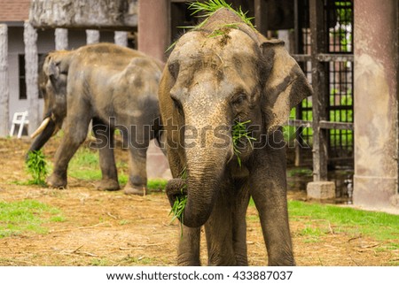 Elephant in zoo.