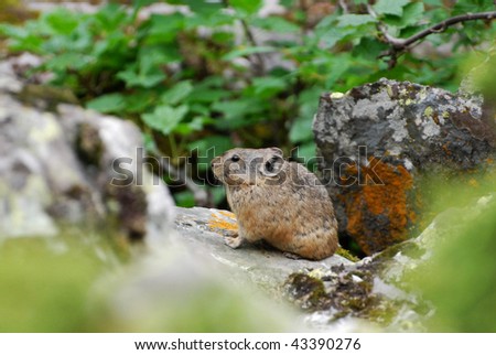 rock rabbit (Ochotona)