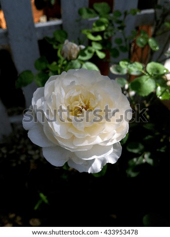  English rose petals  isolated in garden