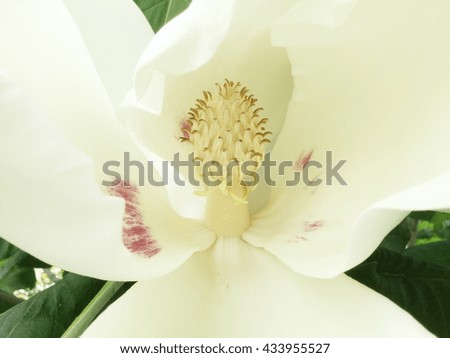 White big Magnolia in the background leaves