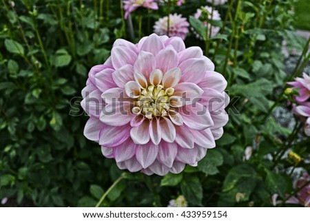 White-pink peony in a garden