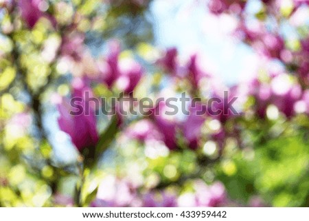 Blooming branches, close up