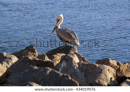 Pelican at the rocks