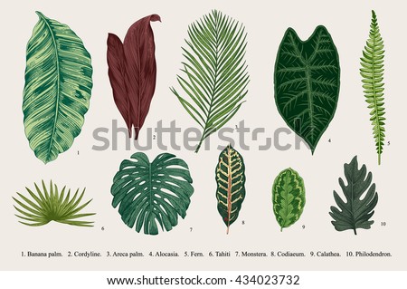 Set Leaf. Exotics. Vintage vector botanical illustration. Colorful. Royalty-Free Stock Photo #434023732
