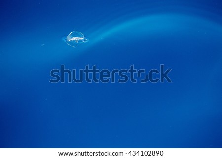 velella jellyfish on deep blue sea background