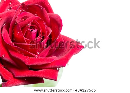 Close up red rose with water drop on white backgroung design for signboard, poster, notice board