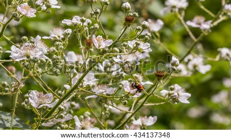 A bee collecting pollen in white flowers on a green grass background.
