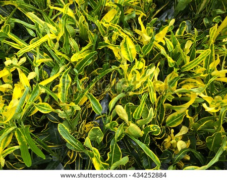 Fresh yellow leaves. Yellow background with leaves.