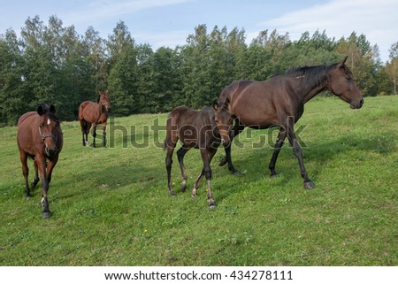 Brown horses on pasture in the natural environment