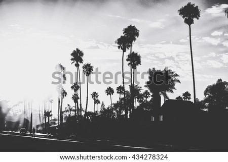 palm trees with sunlight in black and white