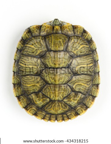 Turtle shell pattern on a white background.