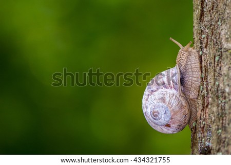Big snail, macro