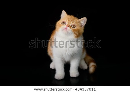 Exotic Shorthair kittens red on a black background.