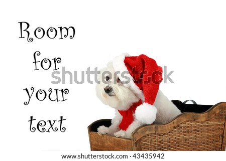 a pure breed "Bichon Frise" with a red bow, in a "santa Sled" "isolated on white" with "room for your text"