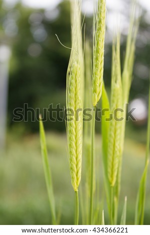 Immature einkorn (Triticum monococcum) in a field in Goettingen , Germany . A healthy cereal . Royalty-Free Stock Photo #434366221