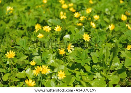 Yellow flowers spring Chistyakov grow on the lawn on a Sunny day in Leningrad region