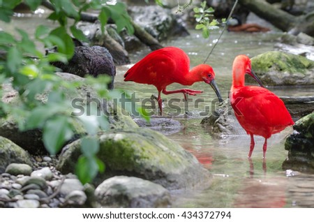 Red Ibis Royalty-Free Stock Photo #434372794
