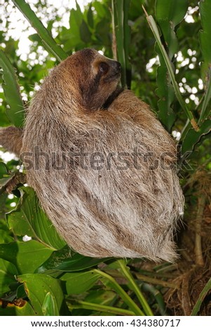 Bradypus variegatus, three-toed sloth wild animal in the jungle of Costa Rica, Central America