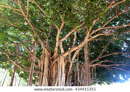 Banyan tree in Waikiki beach Hawaii