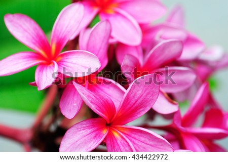 Beautiful flowers for background, Pink plumeria, Bouquet of pink flowers, Close up of pink flowers