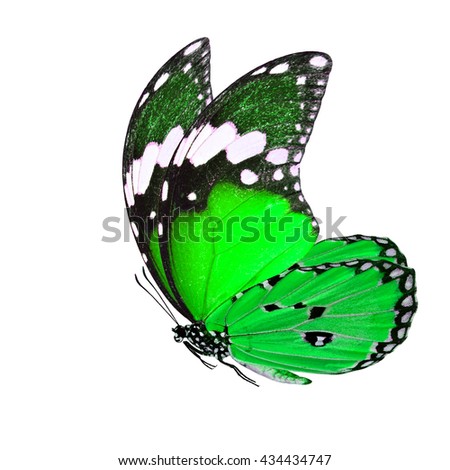 The beautiful flying green butterfly, Plain Tiger (Danaus chrysippus) in fancy color profile with big wings sweeping isolated on white background, amazing nature