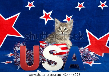 Patriotic tabby kitten, blue background with red stars outlined in white, kitten sitting in red and white stripped box tinsel with red white blue U.S.A. blocks in front of him her