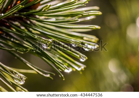 Raindrops on fir leaves / needles